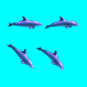 ecco 2 dolphin