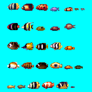 ecco 2 fish