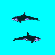 ecco 2 orca