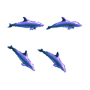 ecco 2 dolphin