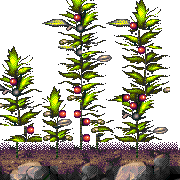 eagles bay level map foreground