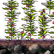 trellia's bay level map foreground