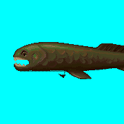 ecco dunkleosteus