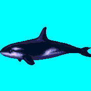 ecco orca