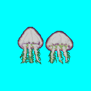 ecco prehistoric jellyfish