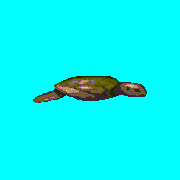 ecco sea turtle