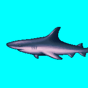 ecco shark