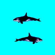 ecco orca