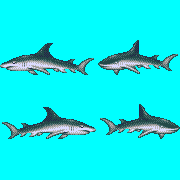 ecco shark