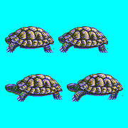 ecco unused turtle