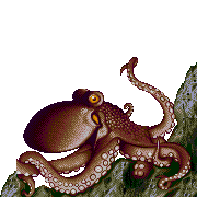 ecco octopus