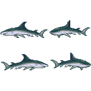 ecco shark
